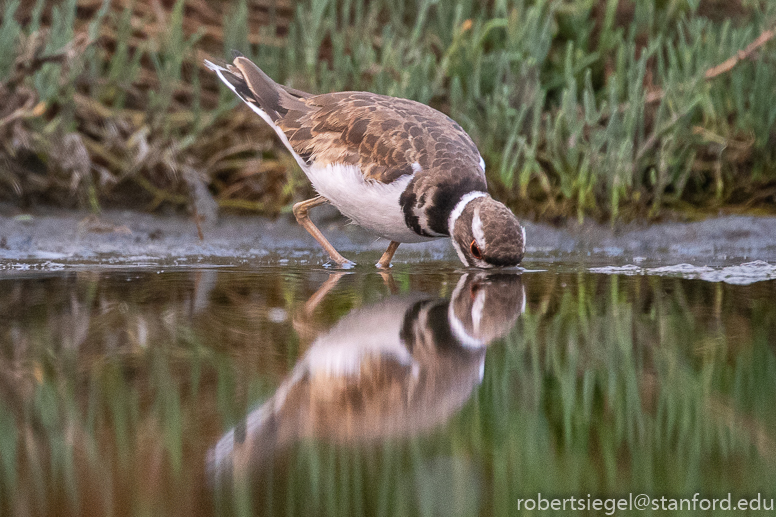 emily renzel wetlands